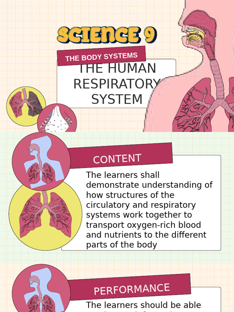 Understanding the Human Respiratory System | PDF | Respiratory Tract | Lung