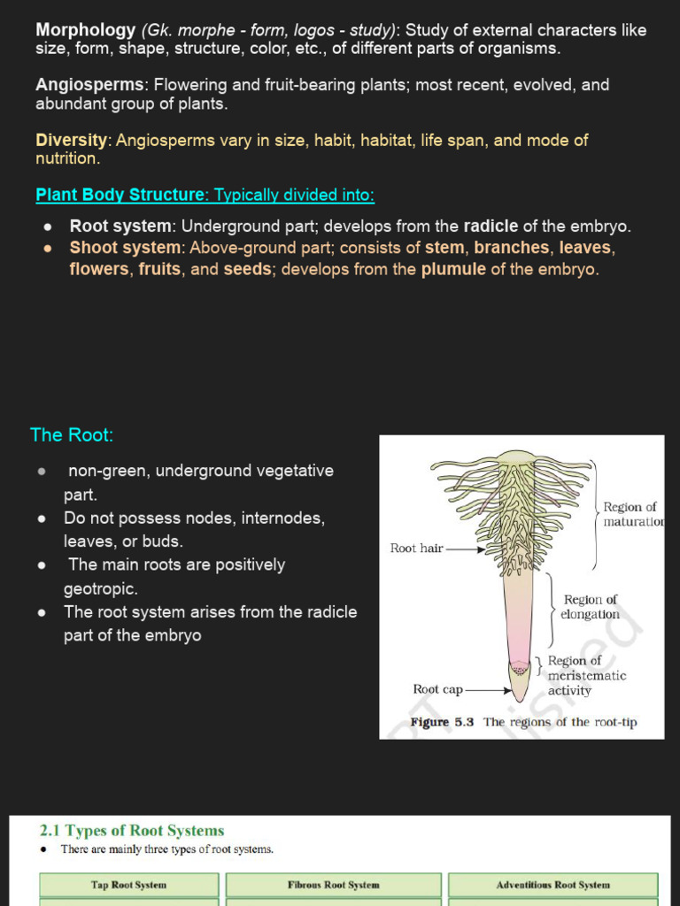 Angiosperm Morphology and Structure | PDF | Seed | Leaf