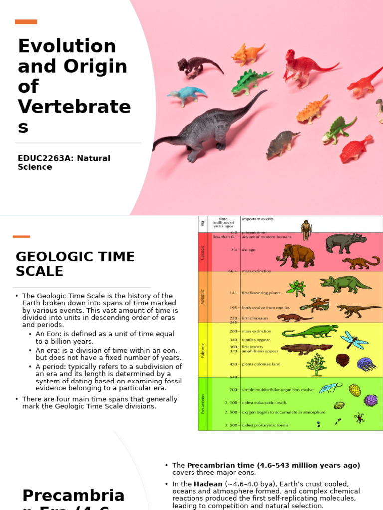 Week 4 - Evolution and Origin of Vertebrates | PDF | Vertebrates | Reptile