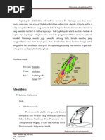 Download Cephalopoda by Otit Torry SN94876974 doc pdf