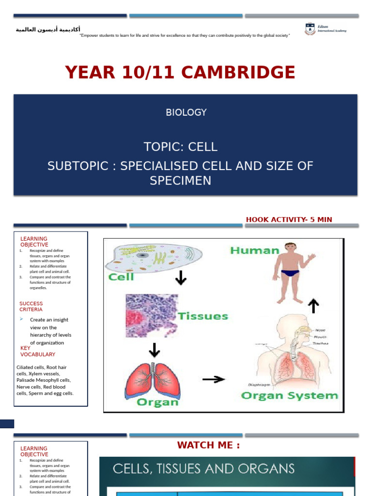 Specialized Cells and Their Functions | PDF | Tissue (Biology) | Cell ...