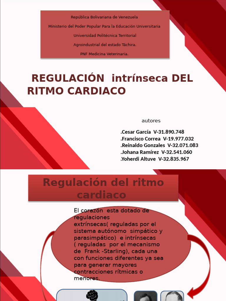 Regulación Intrínseca del Ritmo Cardíaco | PDF | Corazón | Ventrículo ...