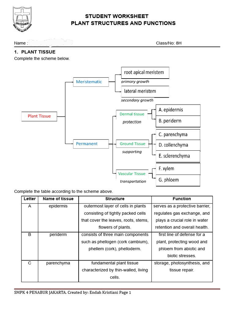 Plant Structures and Functions Worksheet | PDF | Plant Stem | Tissue ...