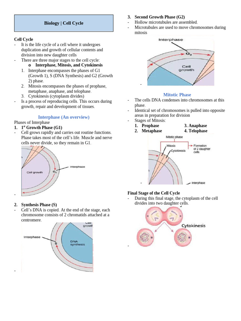 Understanding the Cell Cycle and Cancer | PDF | Mitosis | Cell Cycle