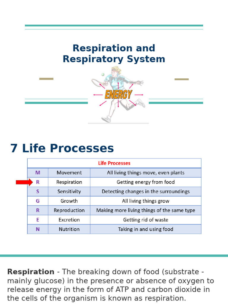 Understanding Respiration Processes | PDF | Cellular Respiration ...