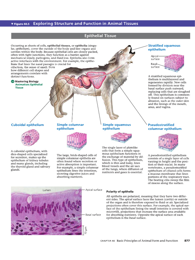 Animal Tissues - Campbell Biology | PDF