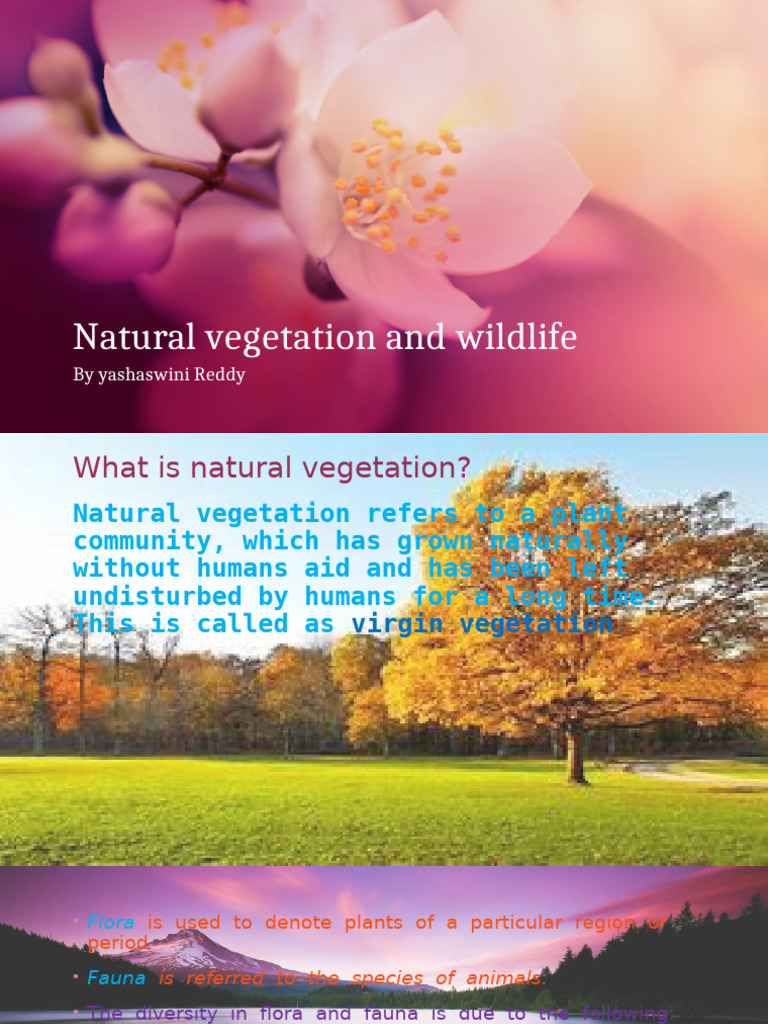 Natural Vegetation and Wildlife in India | PDF | Forests | Trees
