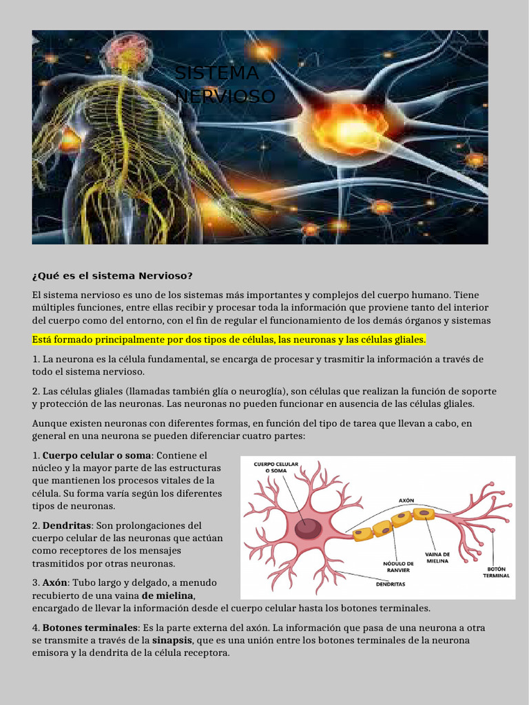 Funciones y Estructura del Sistema Nervioso | PDF | Sistema nervioso ...