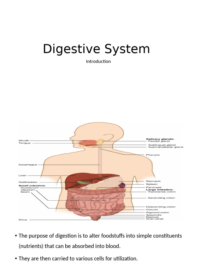 Overview of the Human Digestive System | PDF | Stomach | Liver