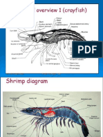 Shrimp Histology