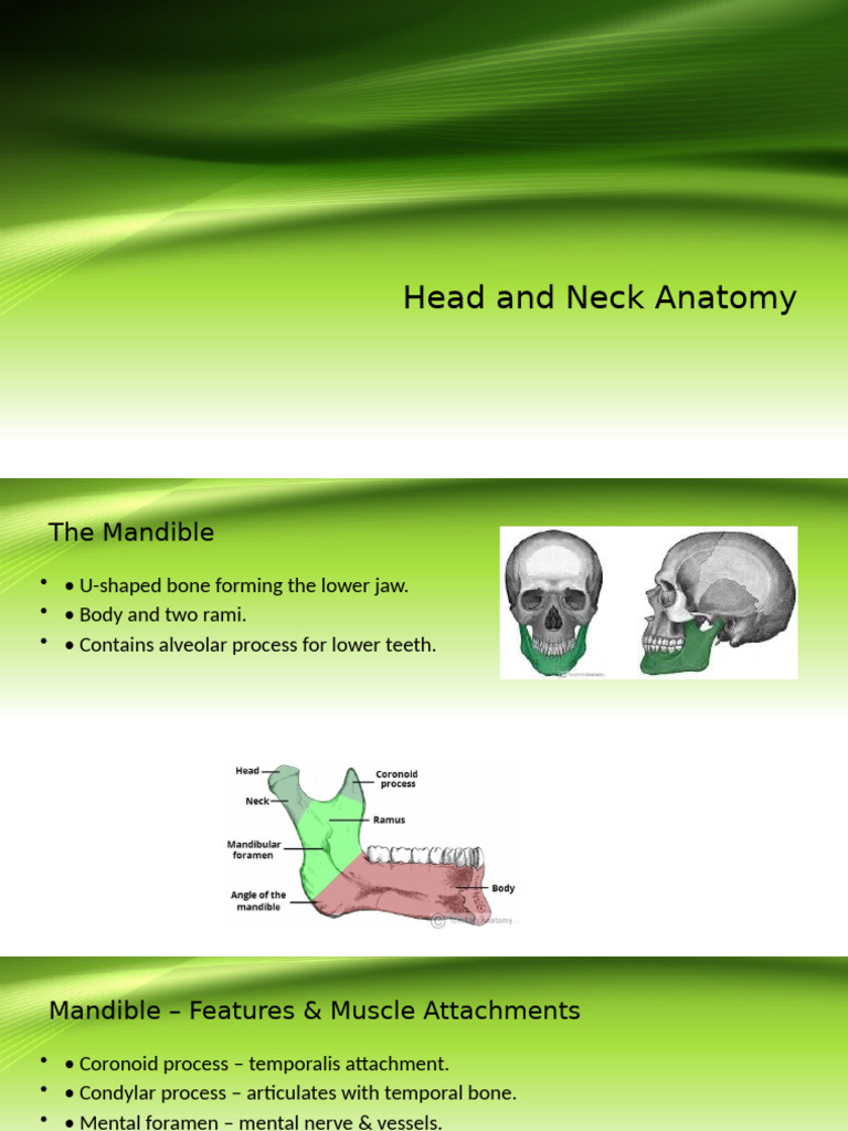 Head and Neck Anatomy Overview | PDF | Neck | Common Carotid Artery