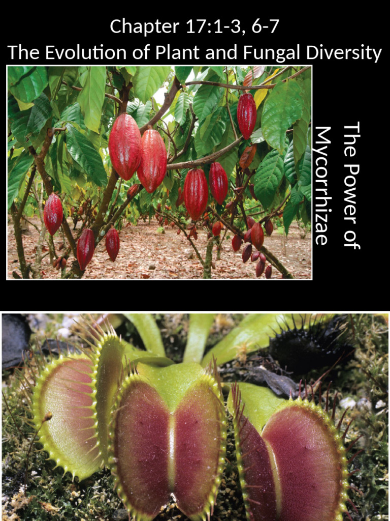 Plant and Fungal Diversity Evolution | PDF | Leaf | Seed