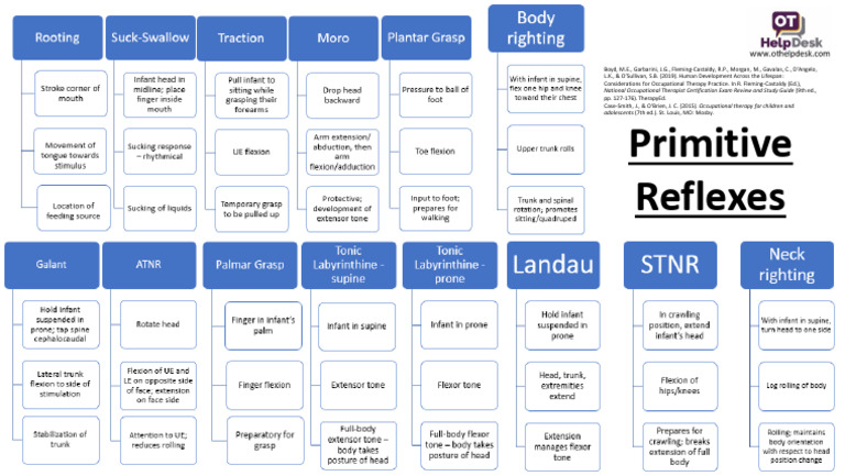 15.6.2 Peds Development Primitive Reflexes | PDF