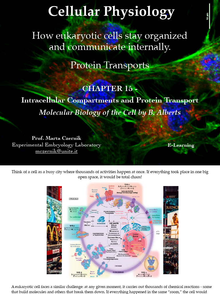Eukaryotic Cell Organization & Protein Transport | PDF | Endoplasmic ...