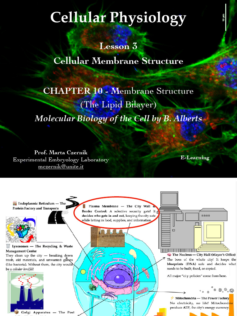 Understanding Cellular Membrane Structure | PDF | Cell Membrane | Lipid ...