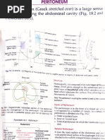 Anatomy of the Peritoneum Explained | PDF | Peritoneum | Anatomy
