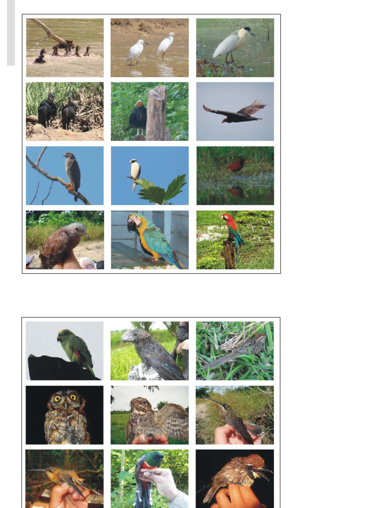 Lista de Aves del Río Las Piedras | PDF | Aves | Ornitología