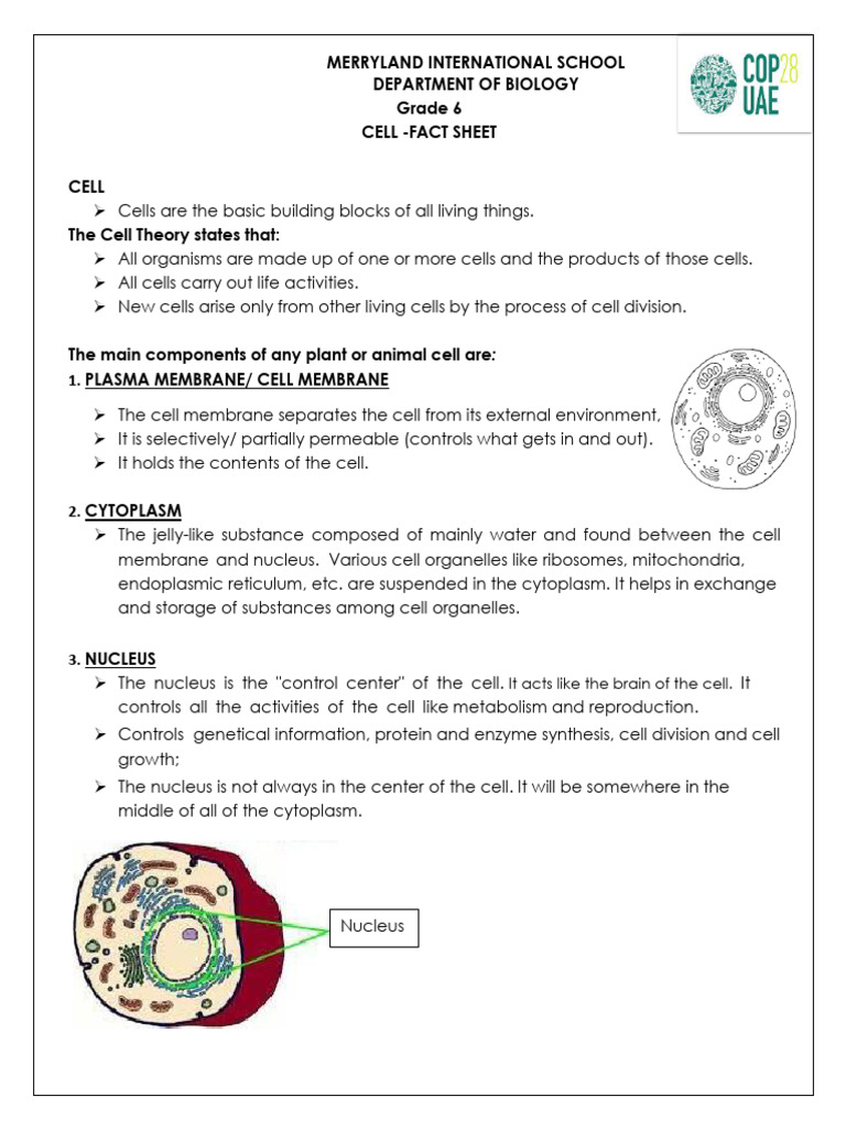 Cell Structure and Functions Overview | PDF | Cell (Biology) | Cytoplasm