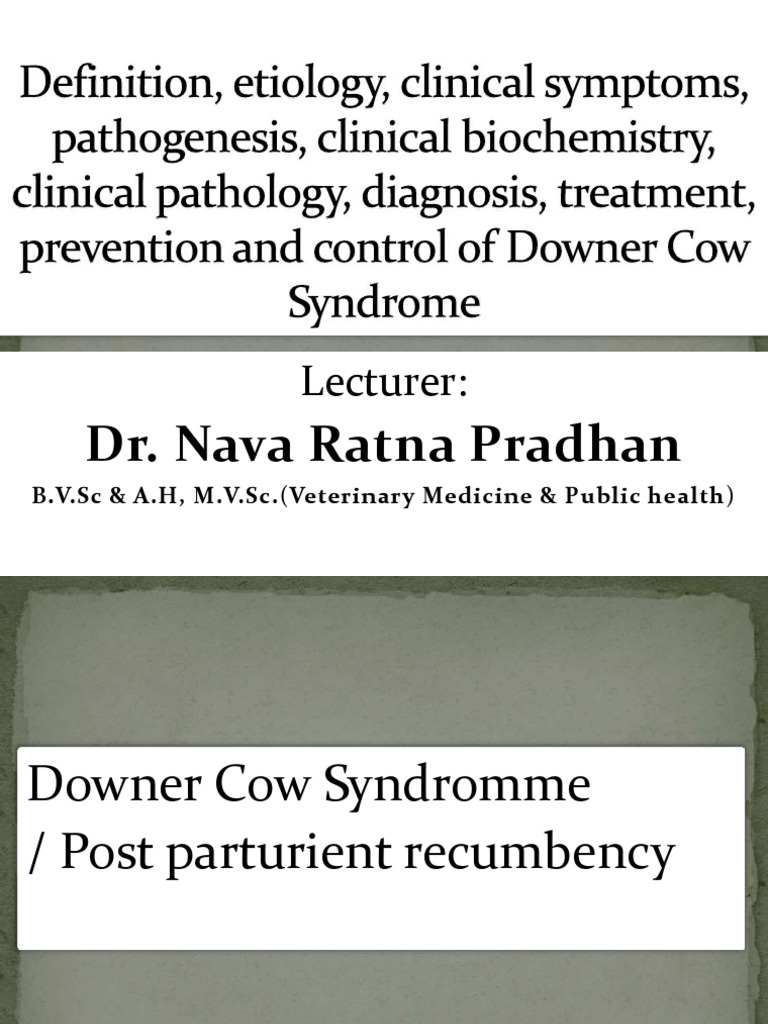 Downer Cow Syndrome: Causes and Management | PDF | Medical Specialties