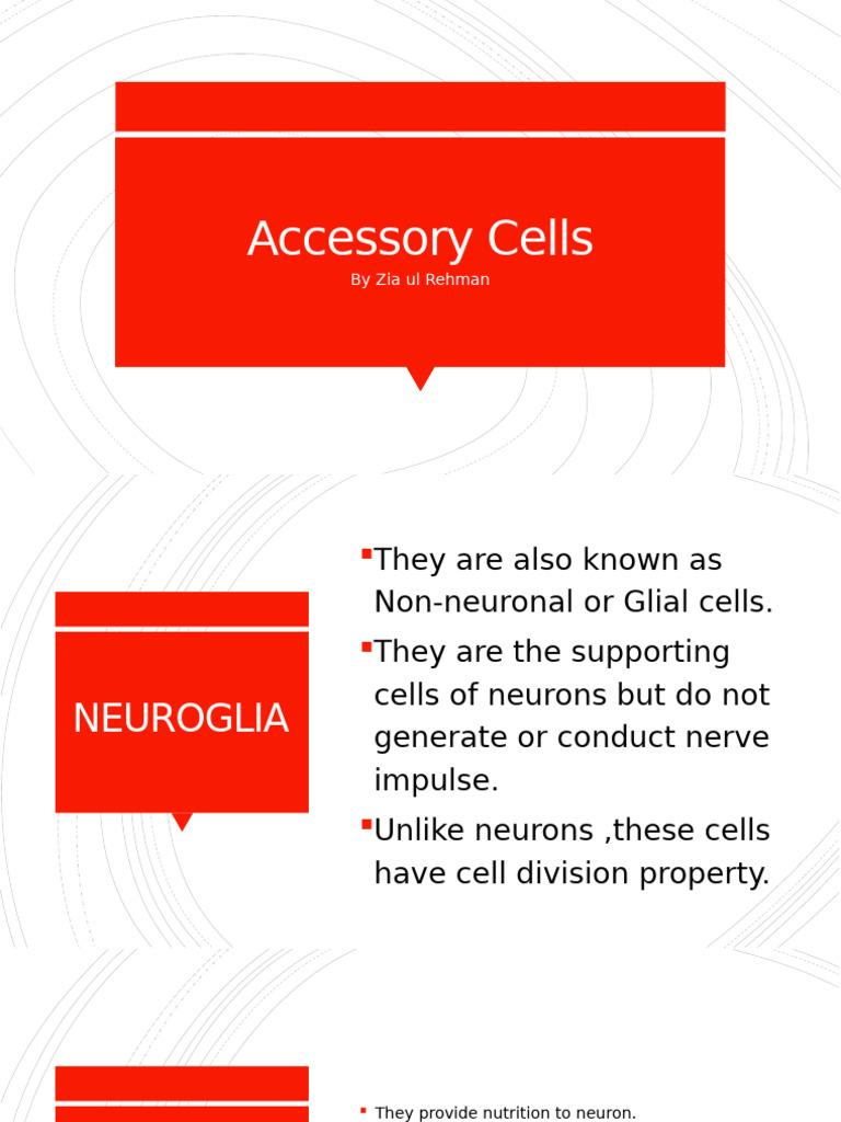 Accessory Cells: by Zia Ul Rehman | PDF