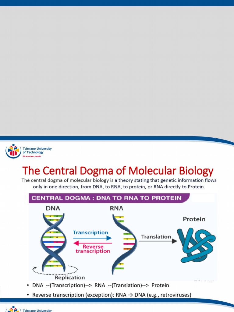 Central Dogma of Molecular Biology Explained | PDF | Directionality ...