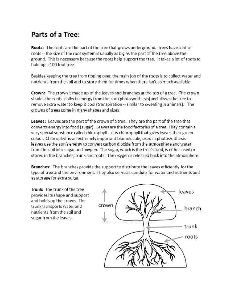 Parts of A Tree | PDF