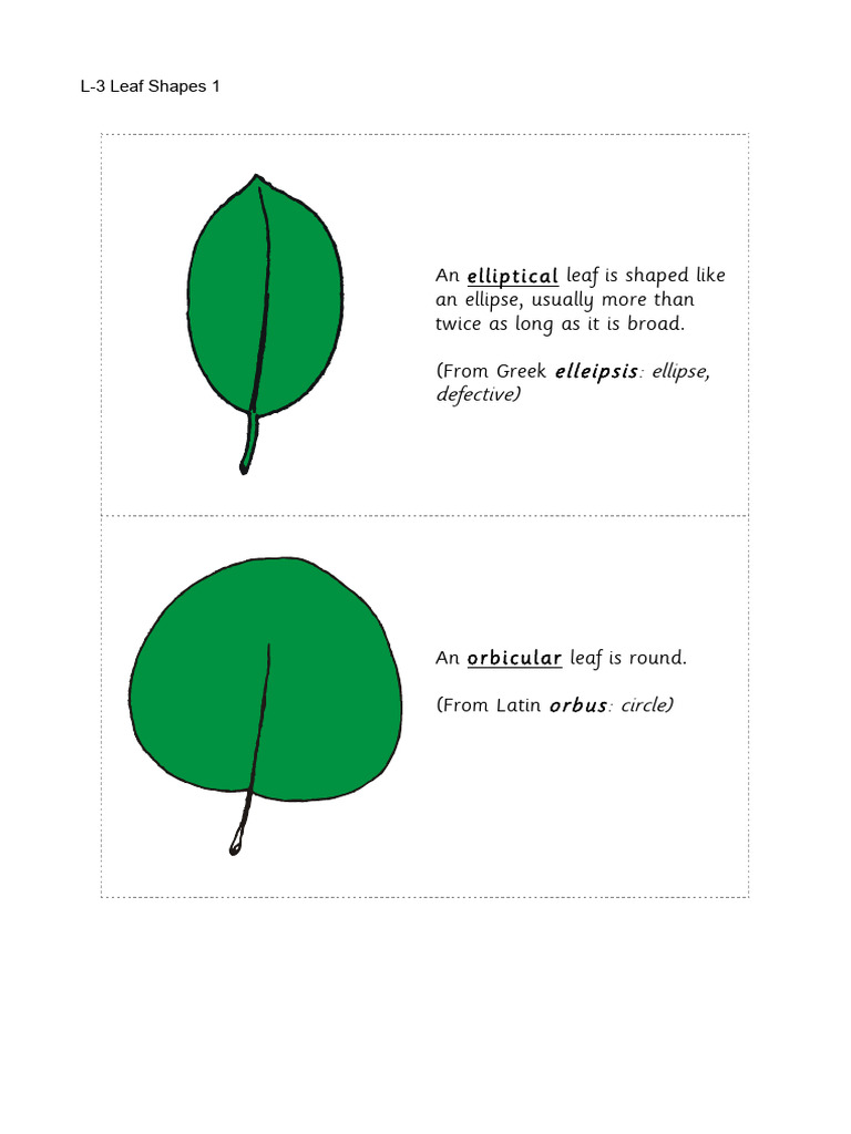 Understanding Obcordate Leaf Shape | PDF | Leaf | Geometric Shapes