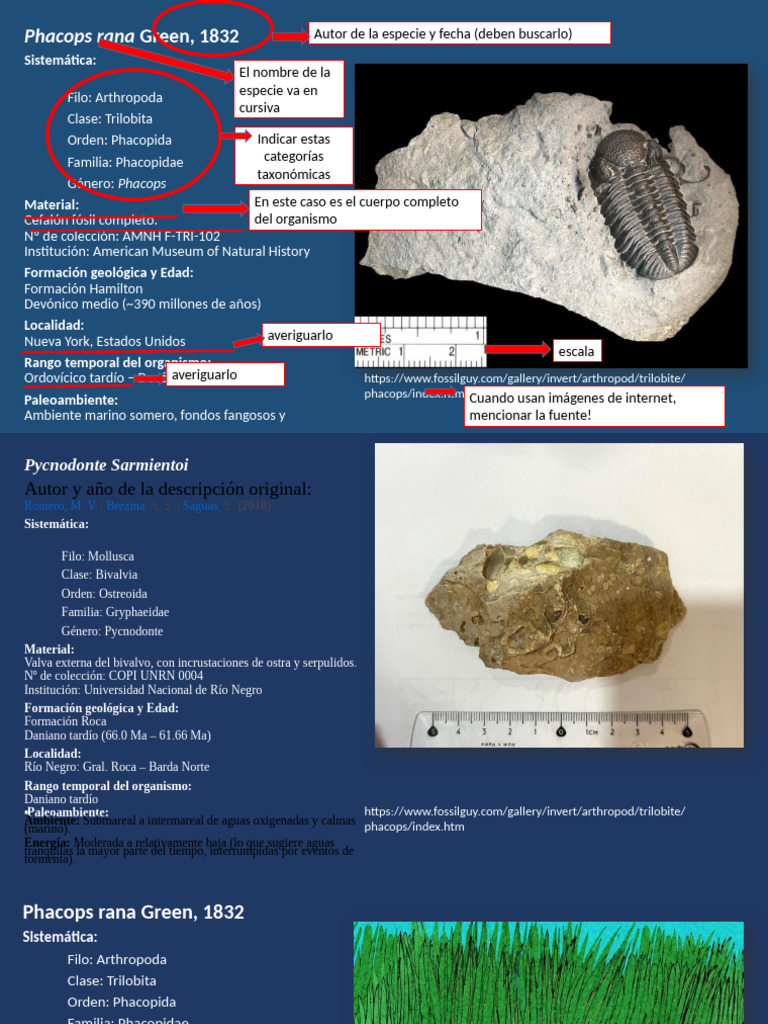 Fósiles de Phacops rana y Pycnodonte | PDF | Bivalvia