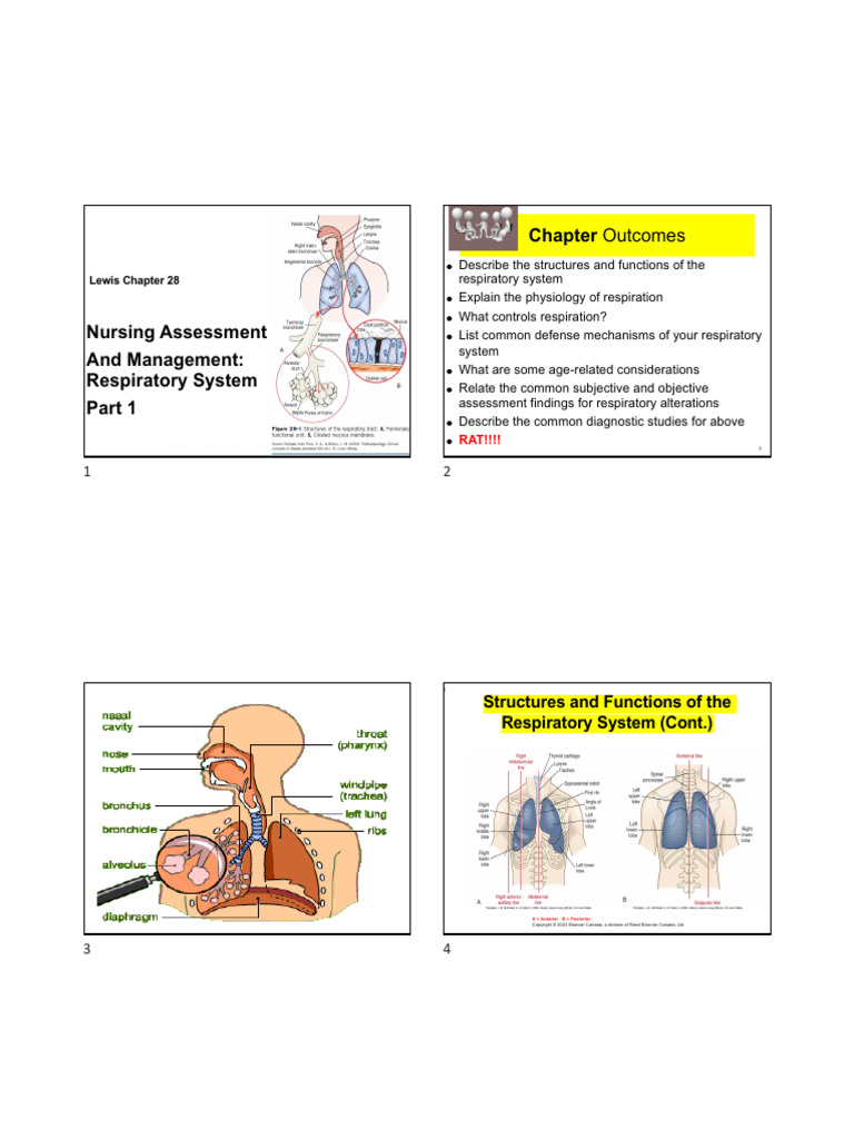 Lewis Chapter 28 Respiratory Part 1 2024 | PDF | Respiratory System ...