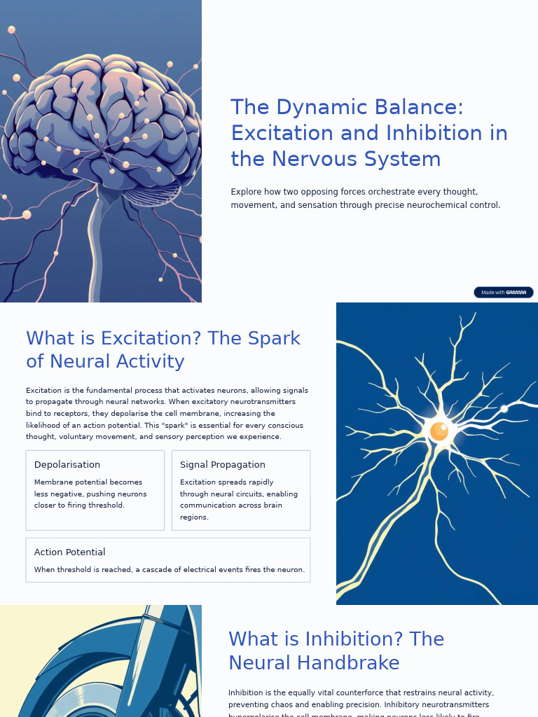 The Dynamic Balance Excitation and Inhibition in The Nervous System ...