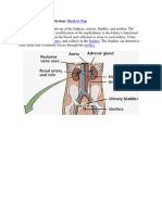 The Human Excretory System