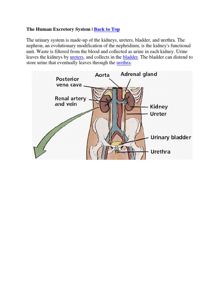 The Human Excretory System | Kidney | Animal Anatomy