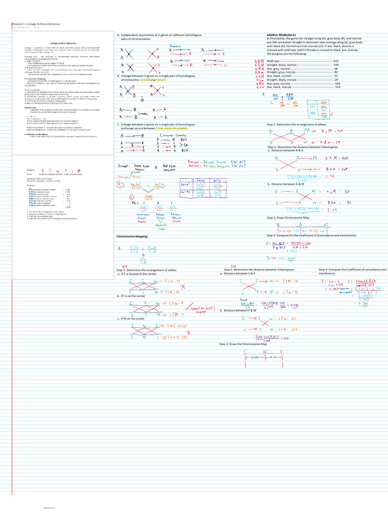 Gene Linkage and Chromosome Mapping Guide | PDF | Genetic Linkage ...