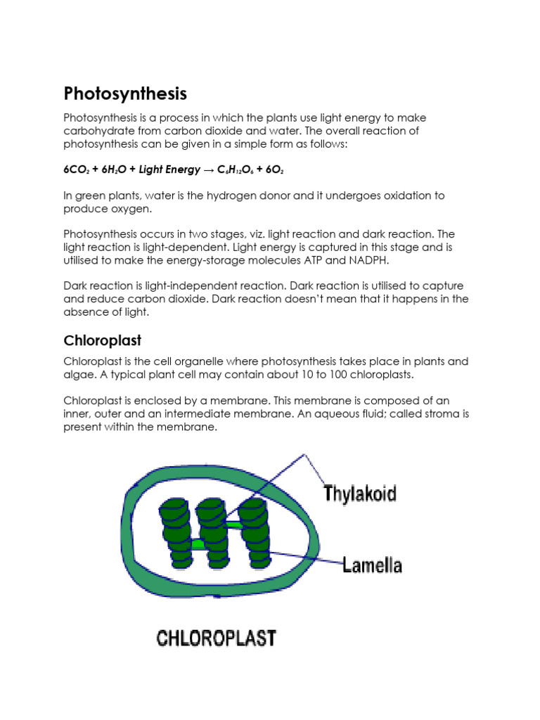 Structure and Function of Chloroplasts | PDF | Photosynthesis | Chloroplast