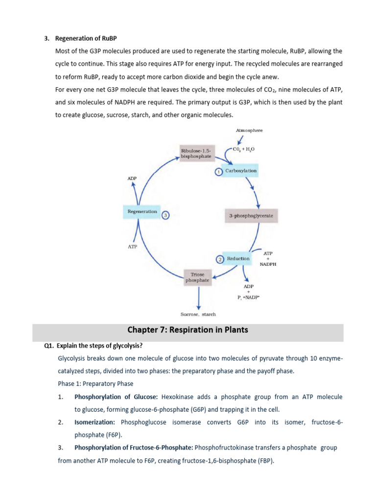 11th Botany Full File | PDF | Cellular Respiration | Adenosine Triphosphate