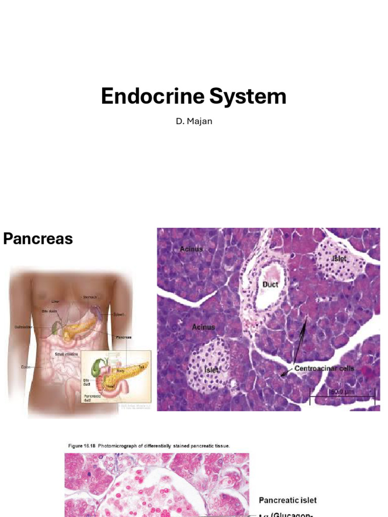 Endocrine and Cardiovascular System | PDF