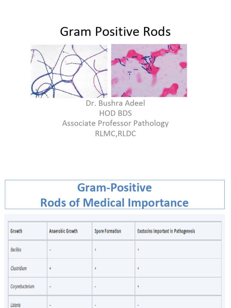 Gram Positive Rods: Dr. Bushra Adeel Hod Bds Associate Professor ...