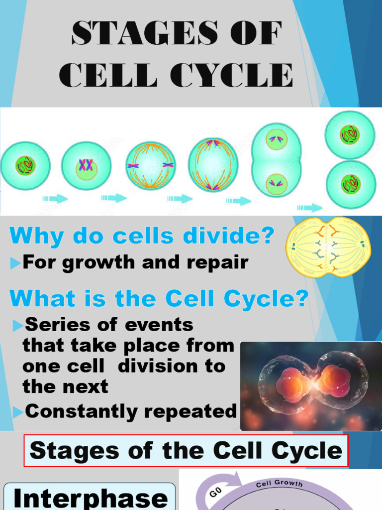 Cell Cycle Stages Explained | PDF
