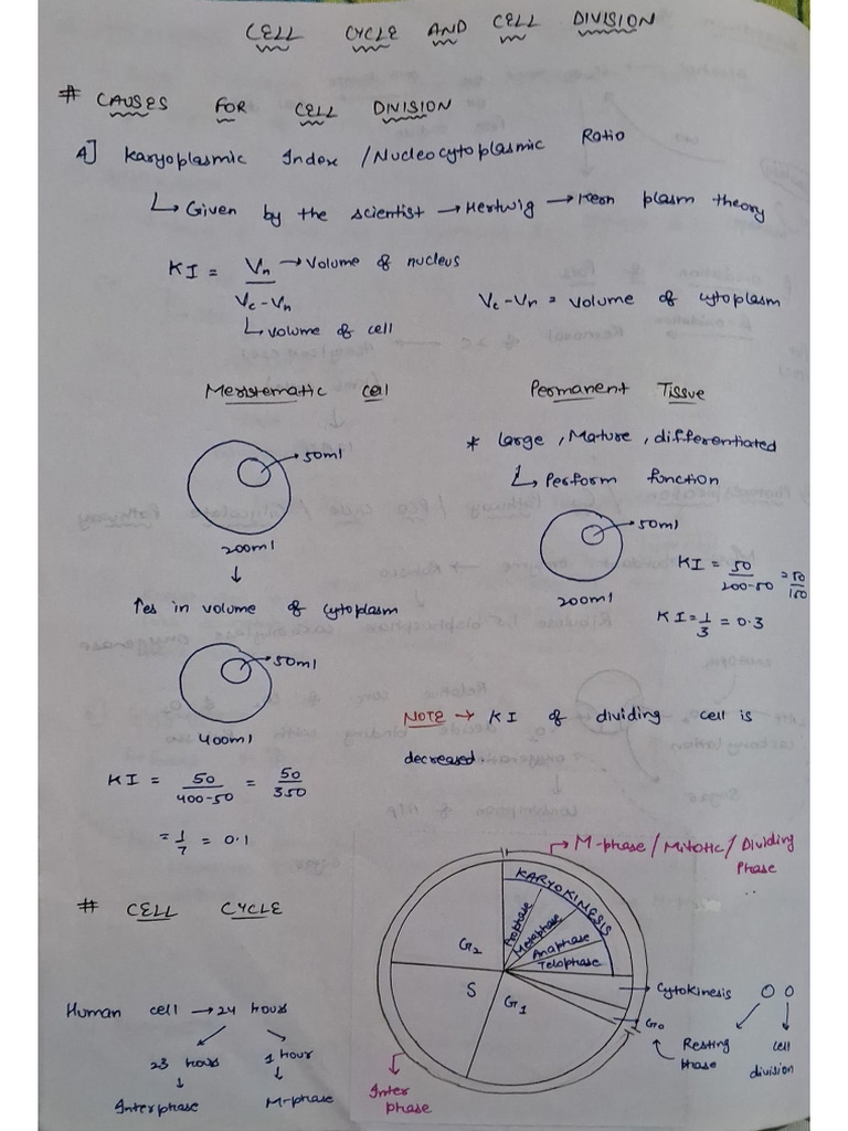 Cell Cycle | PDF