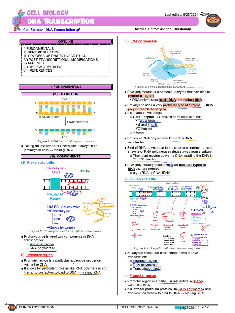 DNA Transcription Process Explained | PDF | Promoter (Genetics) | Rna