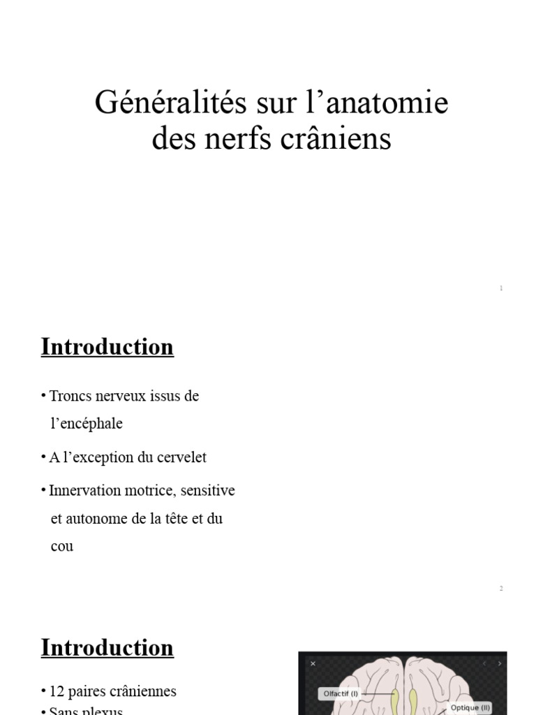 Anatomie des nerfs crâniens expliquée | PDF | Nerf | Otorhinolaryngologie