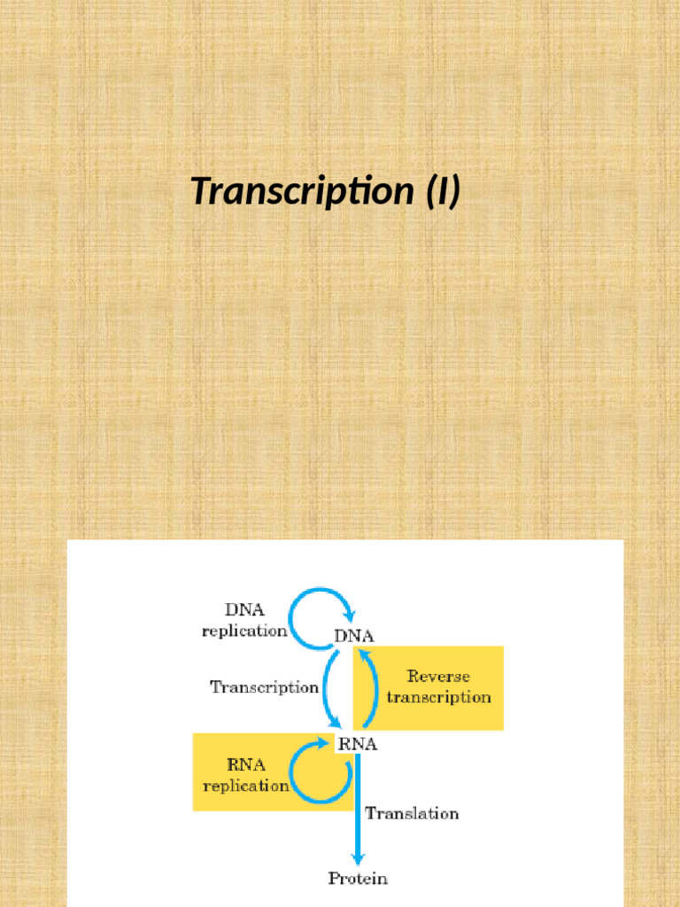 Transcription (I) | PDF