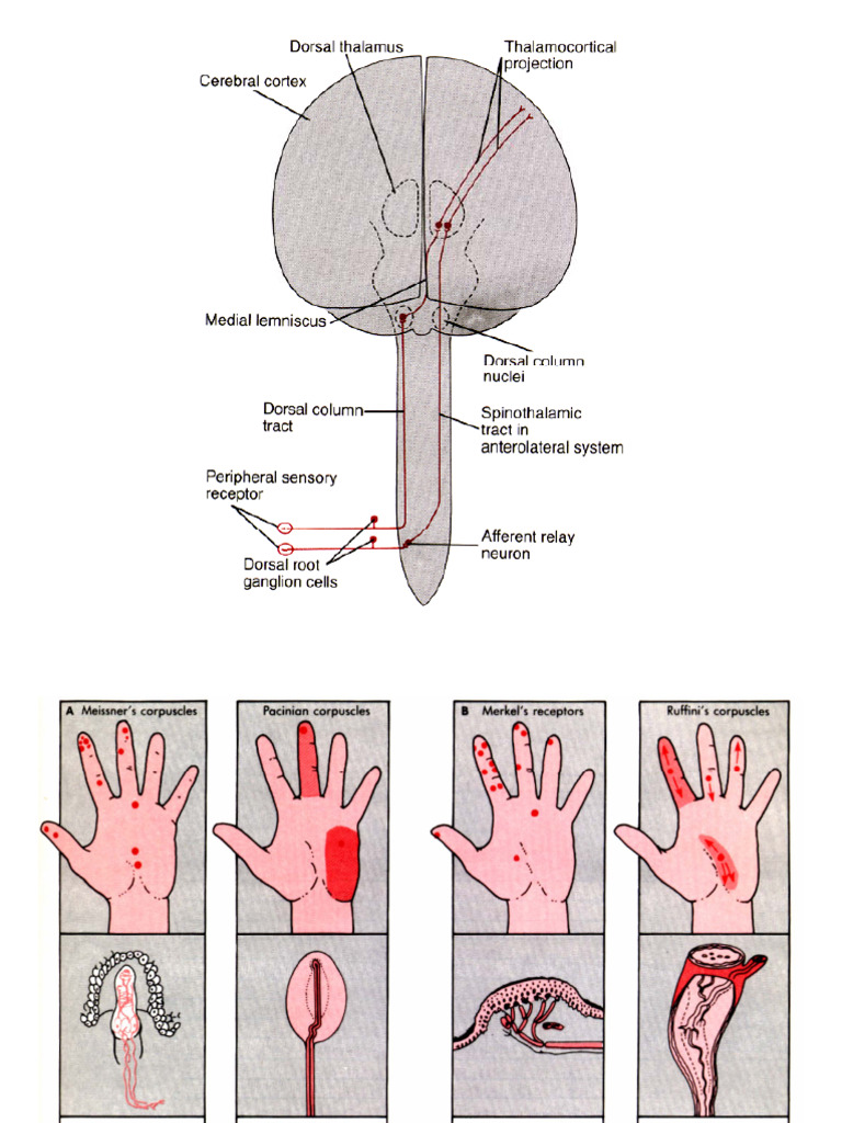 Somatosensory System | PDF | Spinal Cord | Somatosensory System