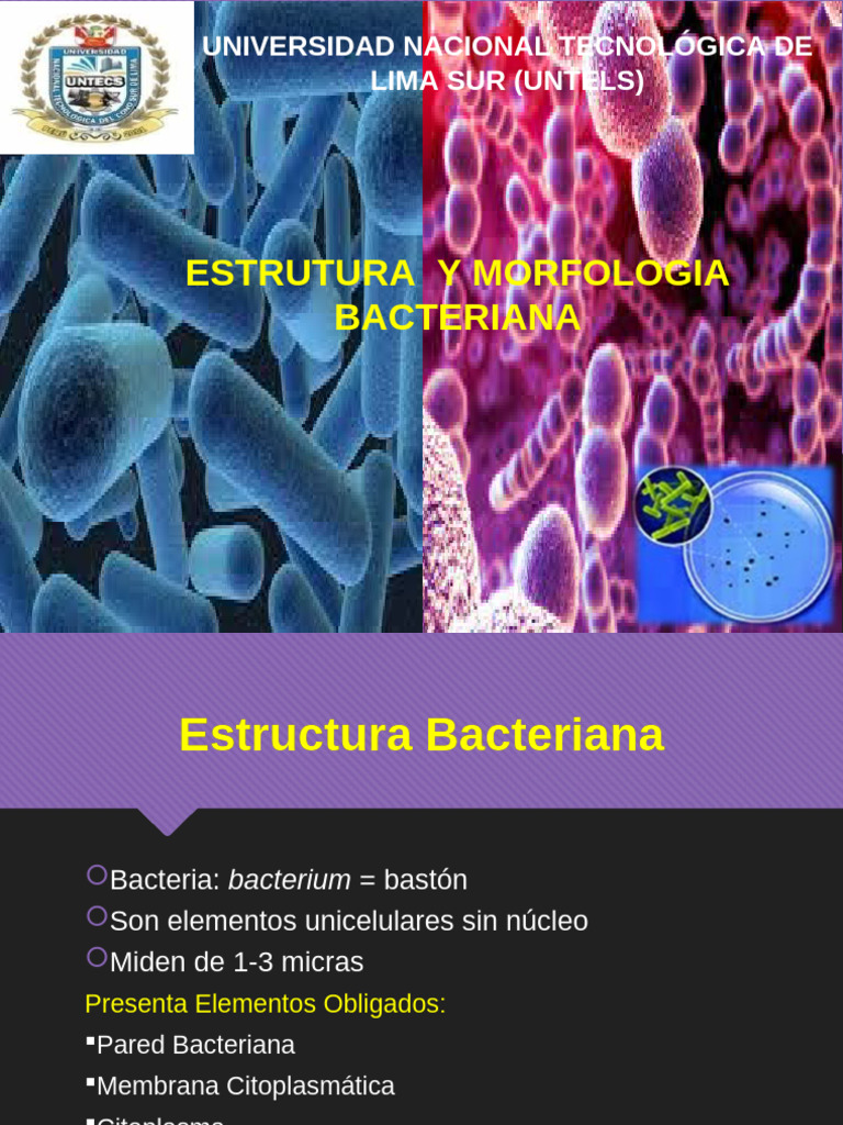 Estructura y morfología bacteriana | PDF | Las bacterias | Bacterias ...