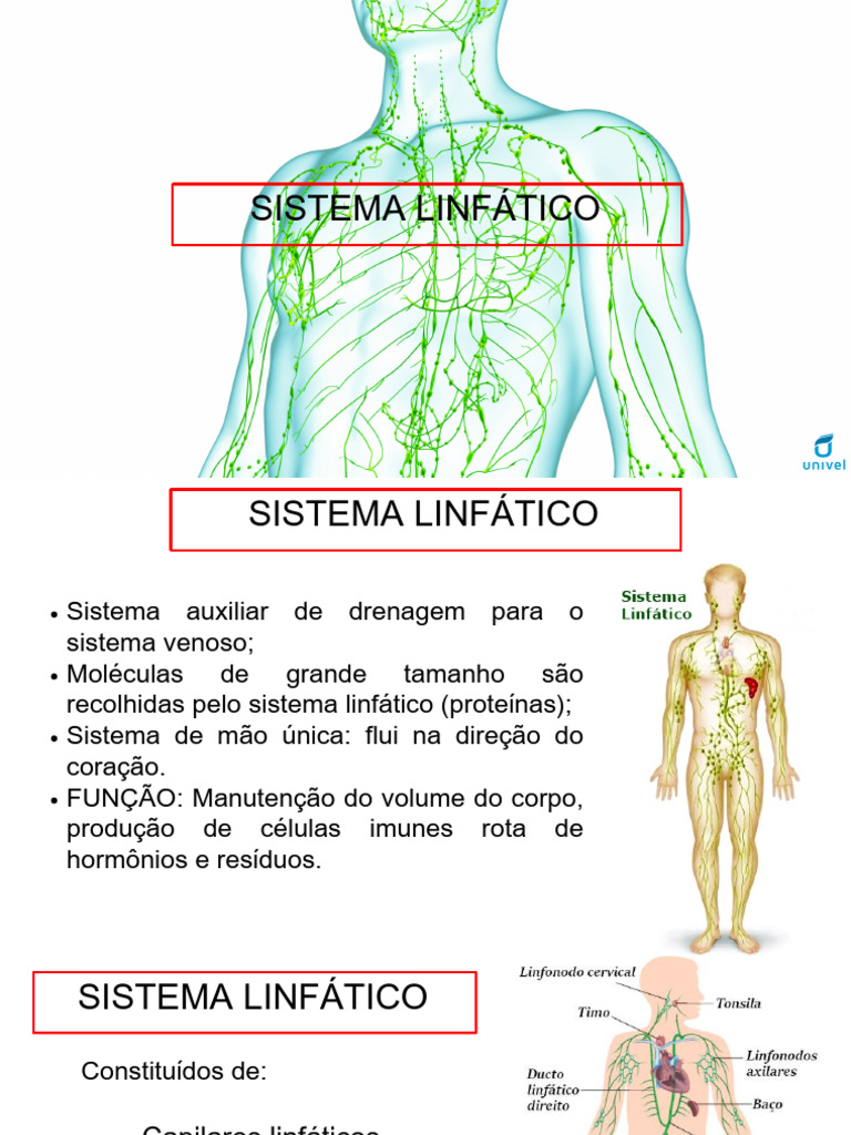 Funções e Estrutura do Sistema Linfático | PDF