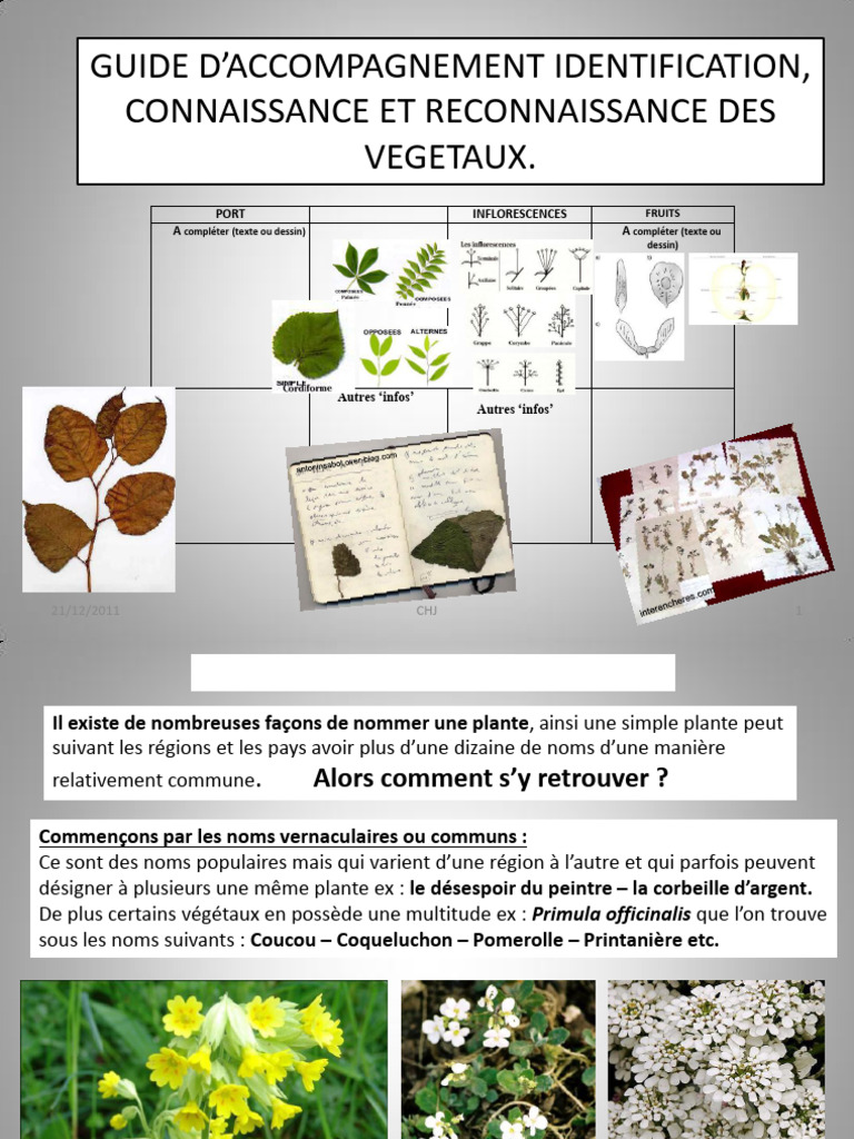 Guide d'identification des végétaux | PDF | Botanique | Plantes
