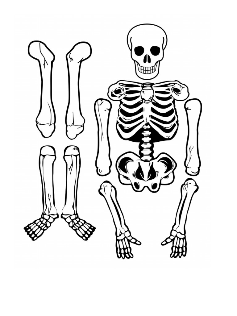 Skeleton | PDF