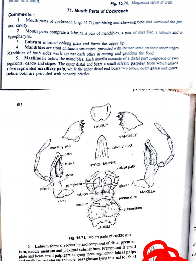 Cockroach Mouth Parts Anatomy Explained | PDF | Human Anatomy | Arthropods