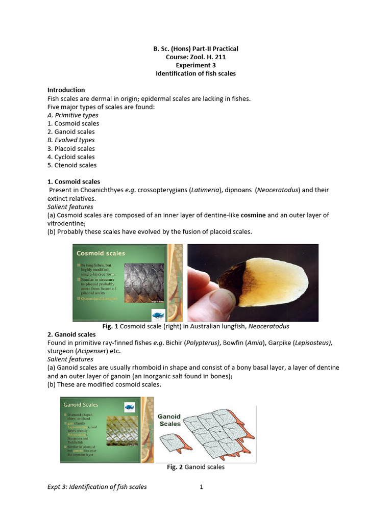 Fish Scale Identification Guide | PDF | Fish | Aquatic Vertebrates