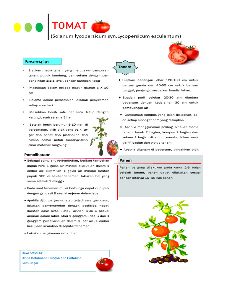 Panduan Lengkap Menanam Tomat | PDF